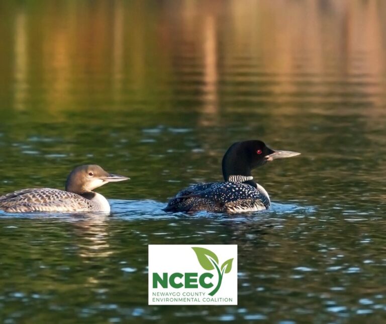 Adult and baby loon swimming next to one another in dawn sunlight lake.