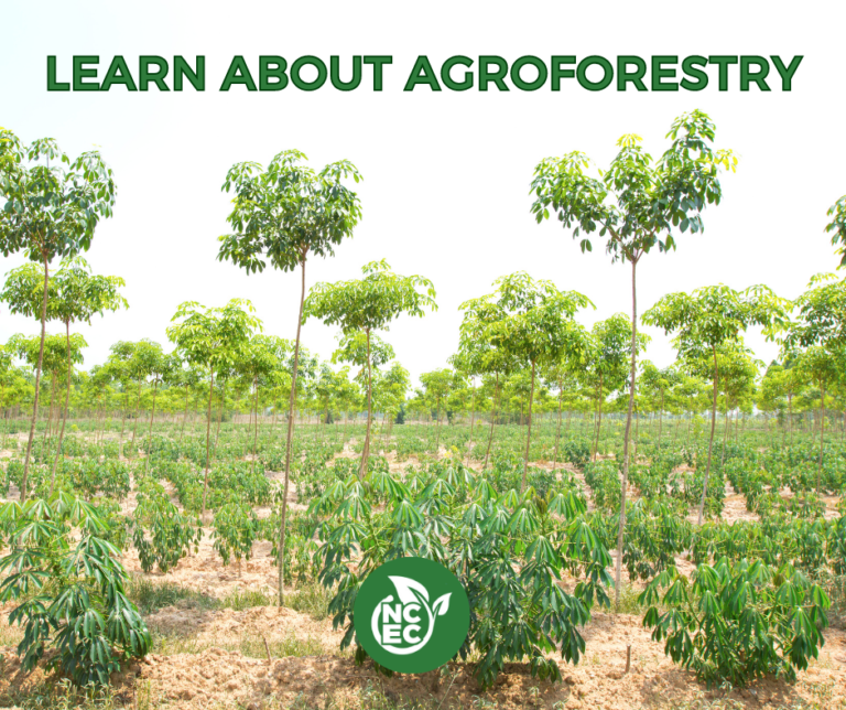 Image of growing groups with planted, young trees in between rows.