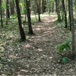 Ensley Township Nature Preserve4
