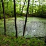 The bog in the Ensley Township Nature Preserve. (Adam Bird | Special to The Grand Rapids Press)
