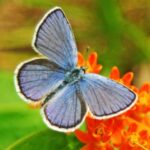 Karner Blue Nature Sanctuary