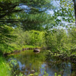 McDuffee Creek Nature Preserve