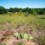 Brooks Oak Pine Barrens Preserve