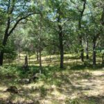 Brooks Oak Pine Barrens Preserve