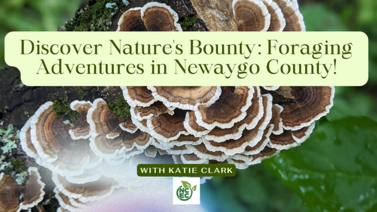The background a close up of turkey tail fungus growing on dead log, Text in creen on light yellow retangle