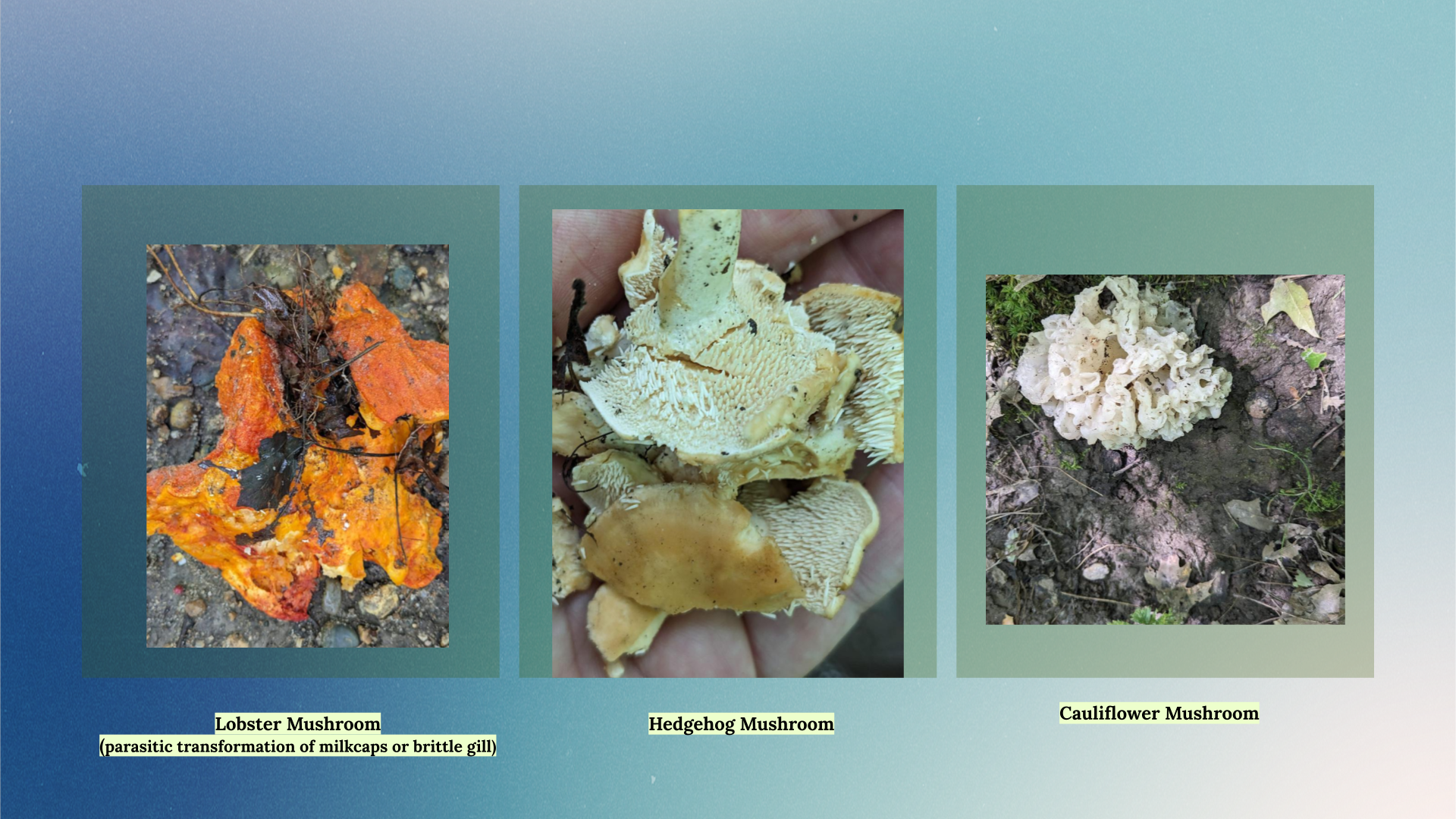 Images of foraged plants, Newaygo County.