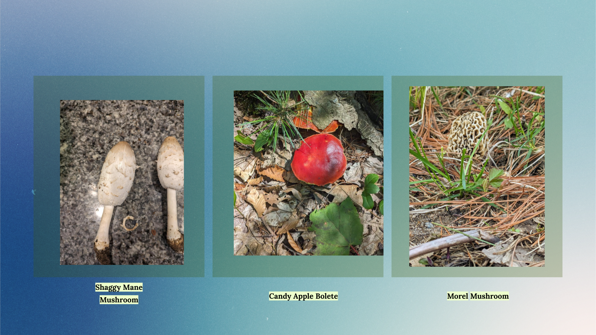Images of foraged plants, Newaygo County.