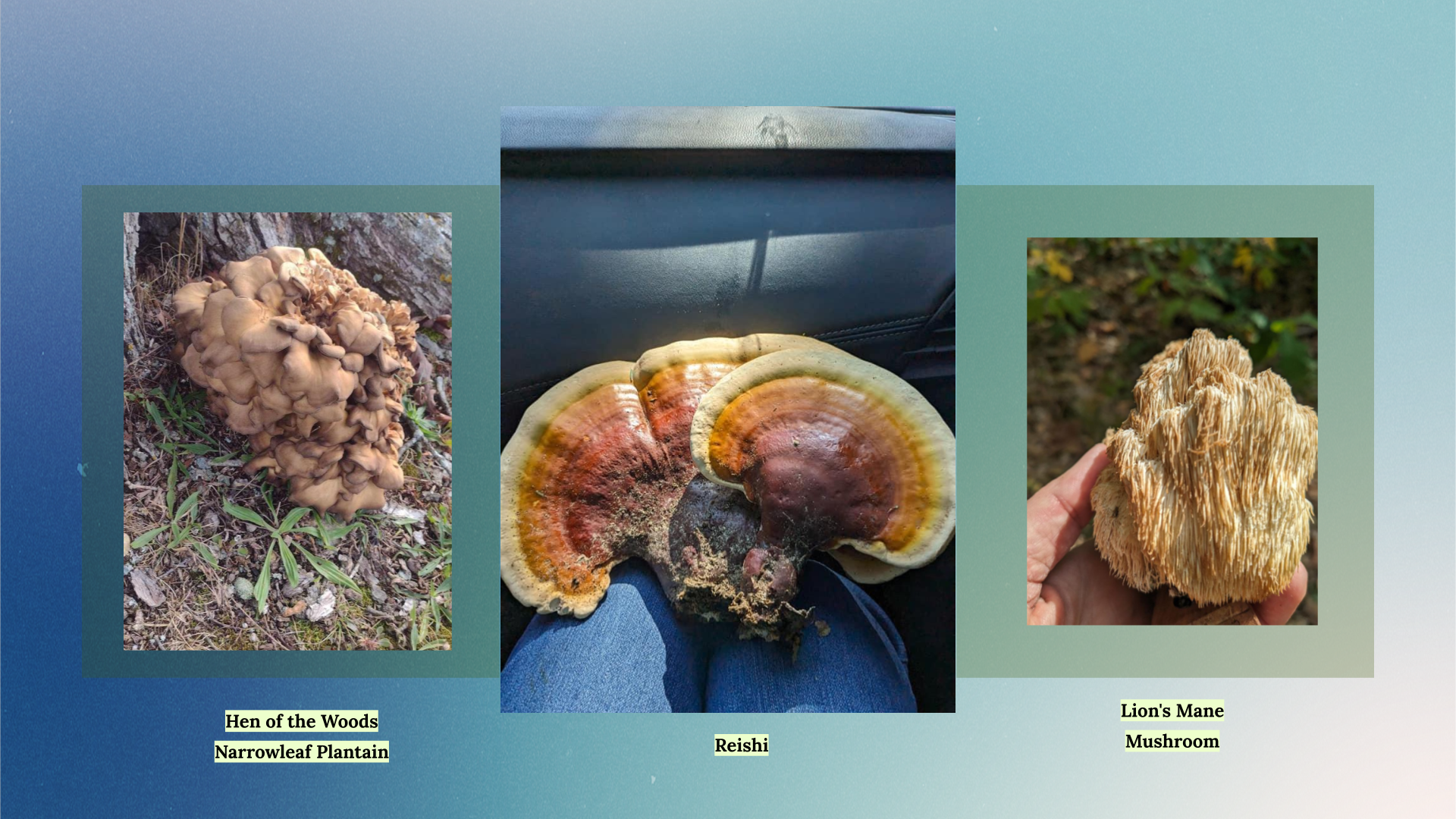 Images of foraged plants, Newaygo County.