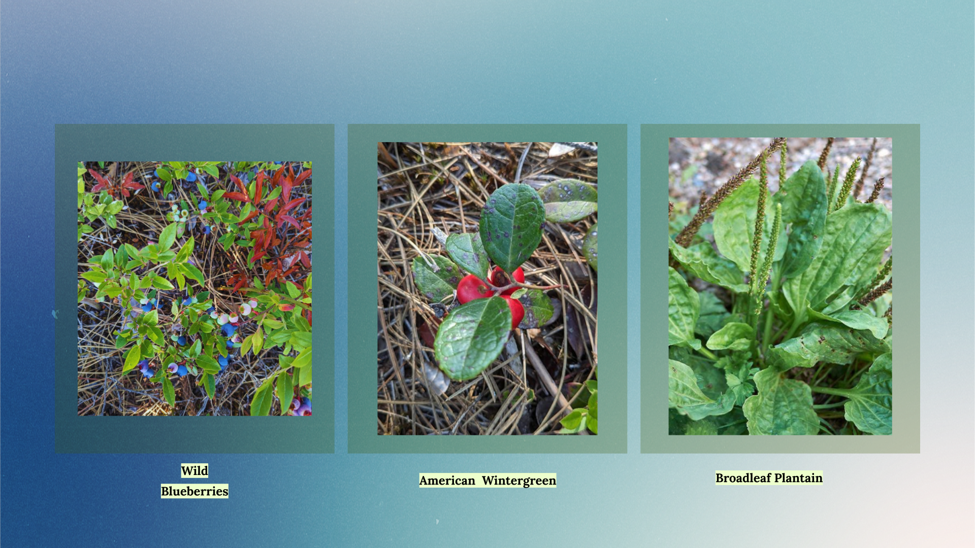 Images of foraged plants, Newaygo County.