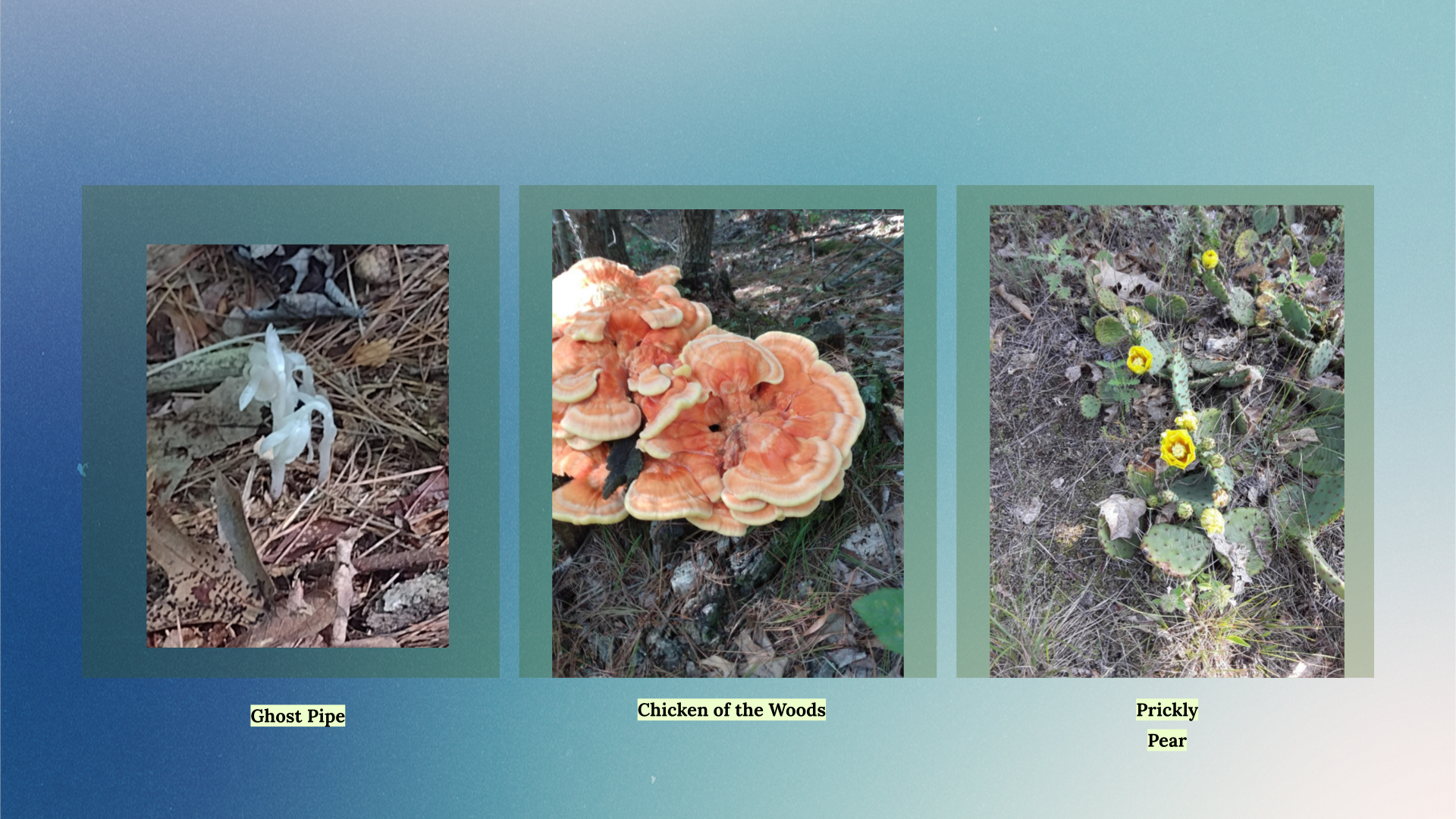 Images of foraged plants, Newaygo County.