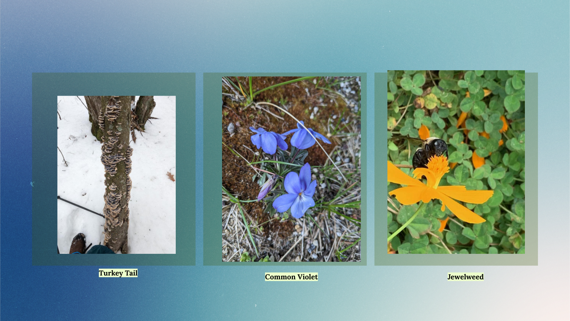 Images of foraged plants, Newaygo County.