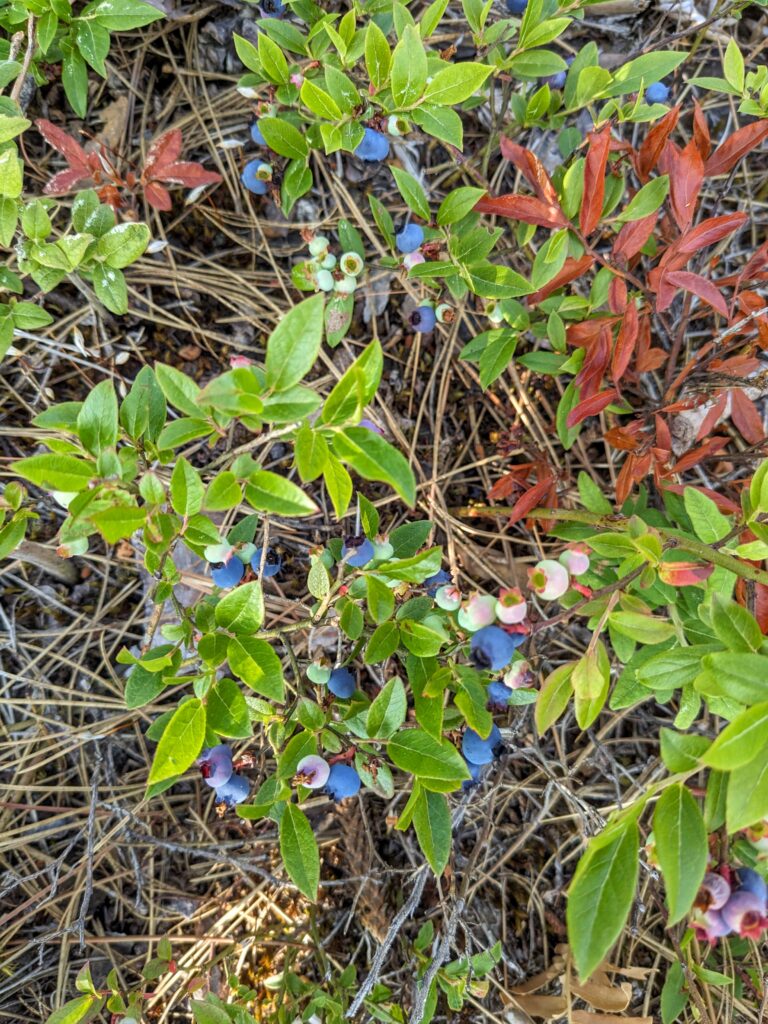 Up close image of wild blueberries.