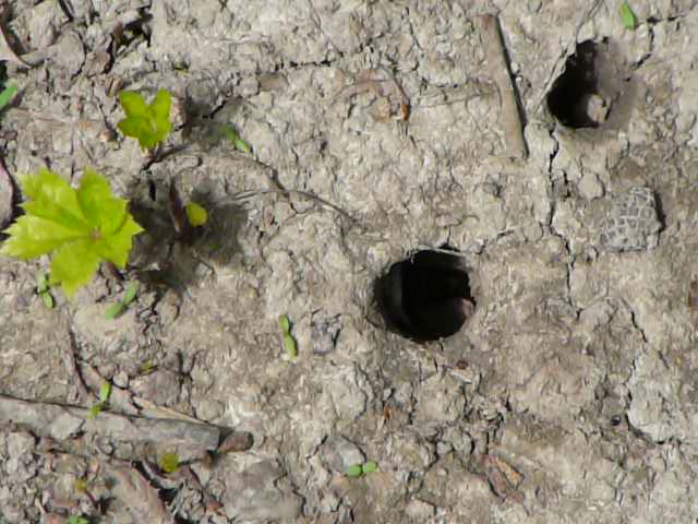 Cicada emergent holes burrowed from the dry, cracked soil