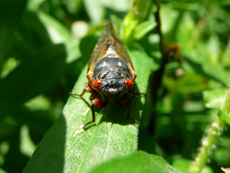 Close up of an adult cicada, facing camera, sitting on a bright green leaf