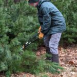 TLC Work Day Volunteer chopping down pine trees at Coolbough Natural Area.